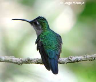 Pretty Fulvous-bellied ant-pitta