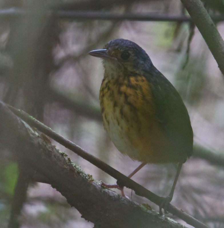 Pretty Fulvous-bellied ant-pitta