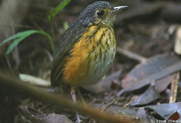 Pretty Fulvous-bellied ant-pitta