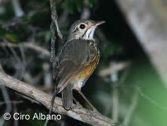 Pretty Fulvous-bellied ant-pitta