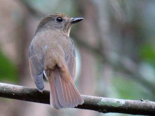 Pretty Fulvous-chested jungle-flycatcher