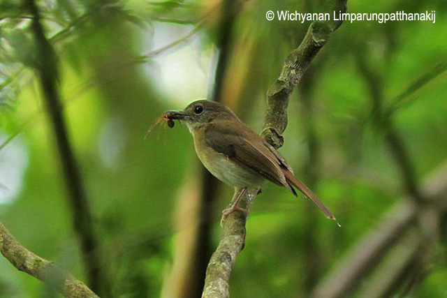 Pretty Fulvous-chested jungle-flycatcher