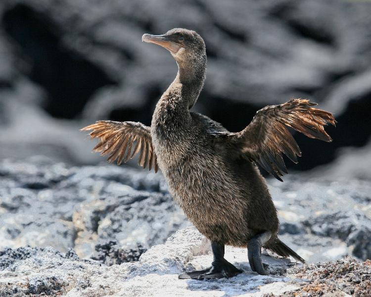 Pretty Galapagos cormorant