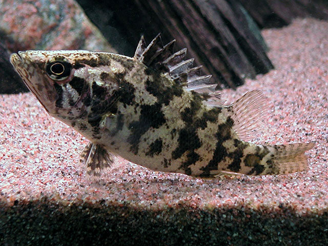 Pretty Gangetic leaffish