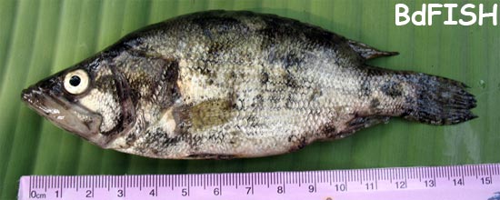 Pretty Gangetic leaffish