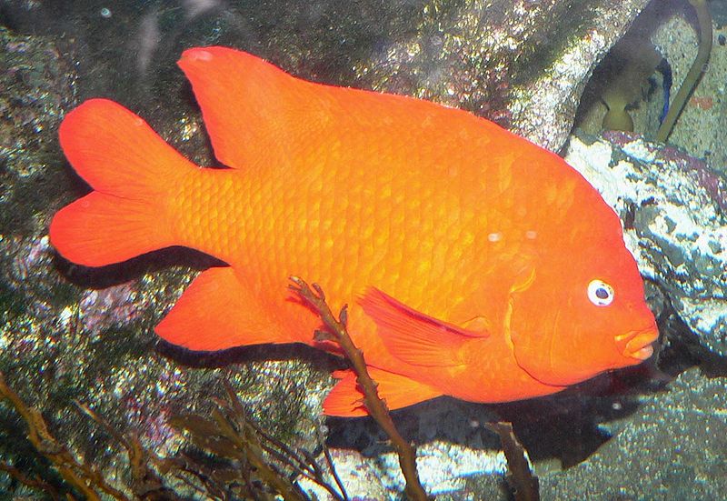 Garibaldi damselfish