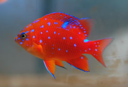 Pretty Garibaldi damselfish