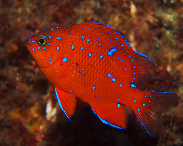Pretty Garibaldi damselfish
