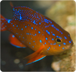 Pretty Garibaldi damselfish