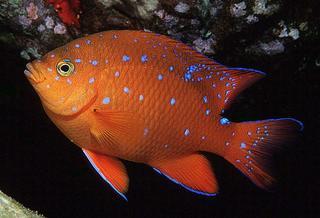 Pretty Garibaldi damselfish
