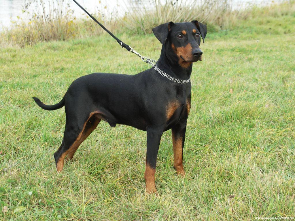 Cool German Pinscher - Dog Breed