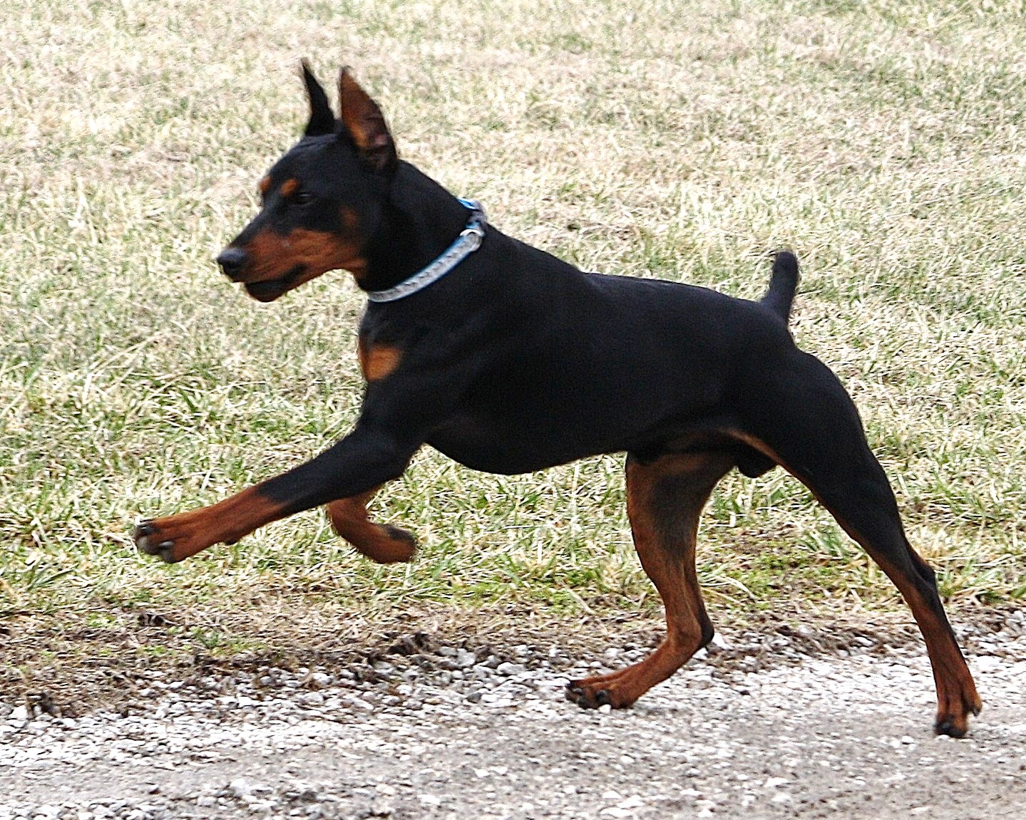 Cute German Pinscher - Dog Breed