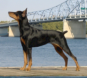 Wallpaper German Pinscher - Dog Breed