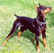 Photo German Pinscher - Dog Breed