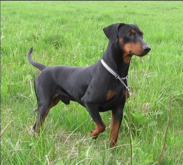 German Pinscher - Dog Breed photo 