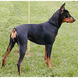 German Pinscher - Dog Breed wallpaper