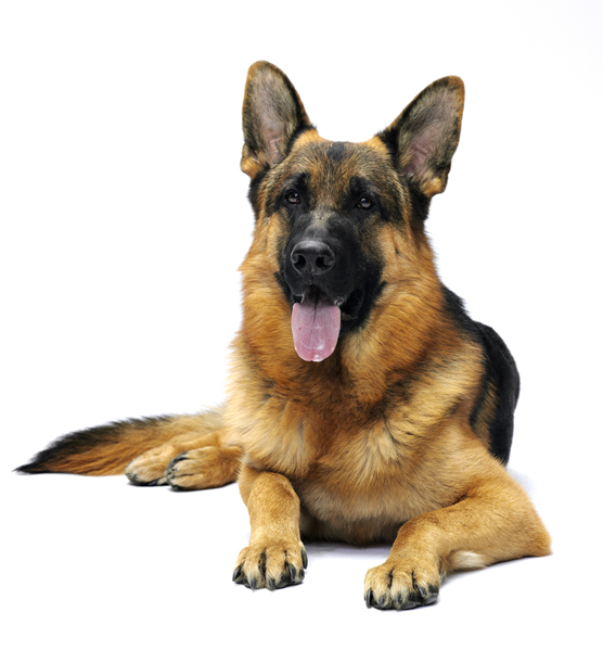 Wallpaper German Shepherd Dog - Dog Breed