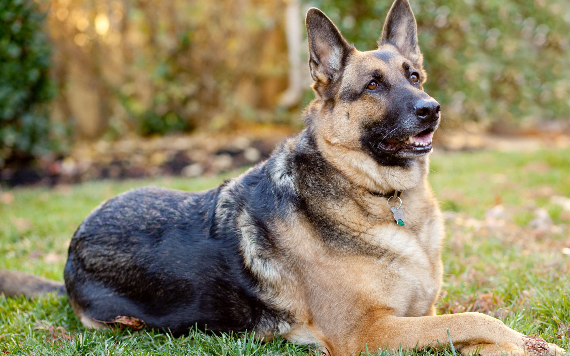 Photo German Shepherd Dog - Dog Breed