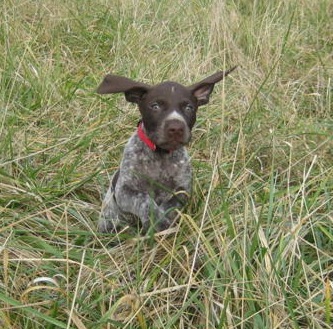 German Shorthaired Pointer - Dog Breed wallpaper