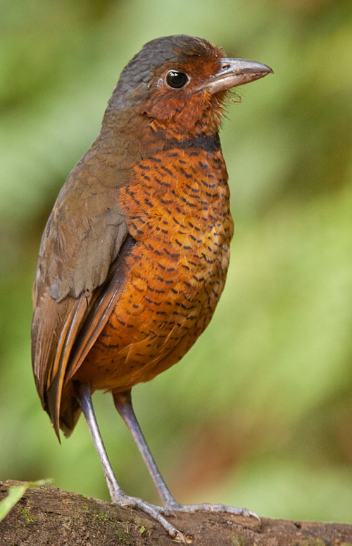 Giant ant-pitta