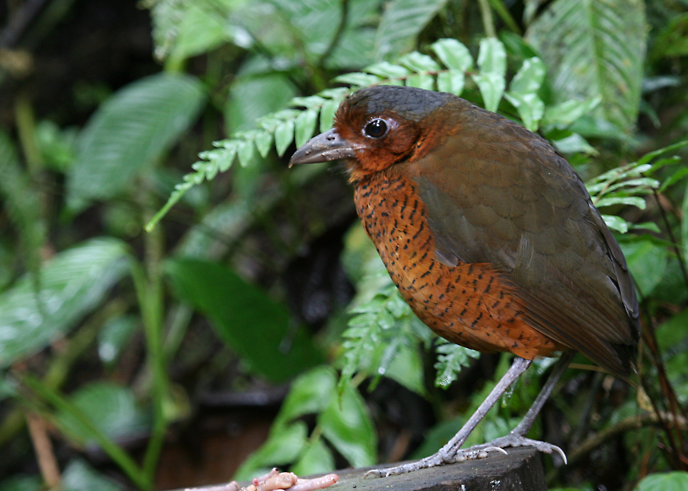 Pretty Giant ant-pitta