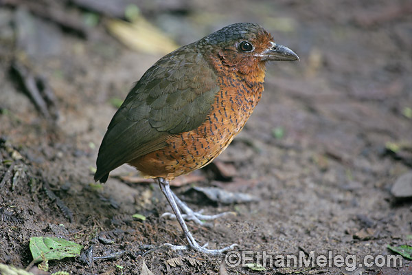 Pretty Giant ant-pitta
