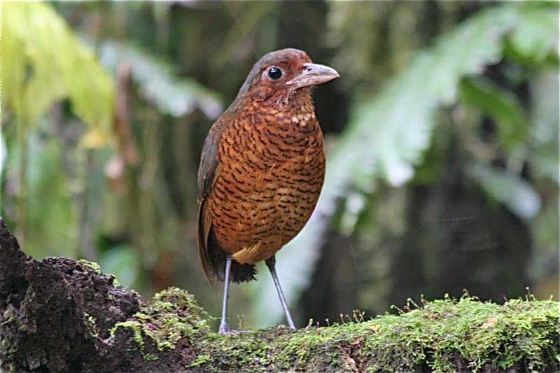 Pretty Giant ant-pitta