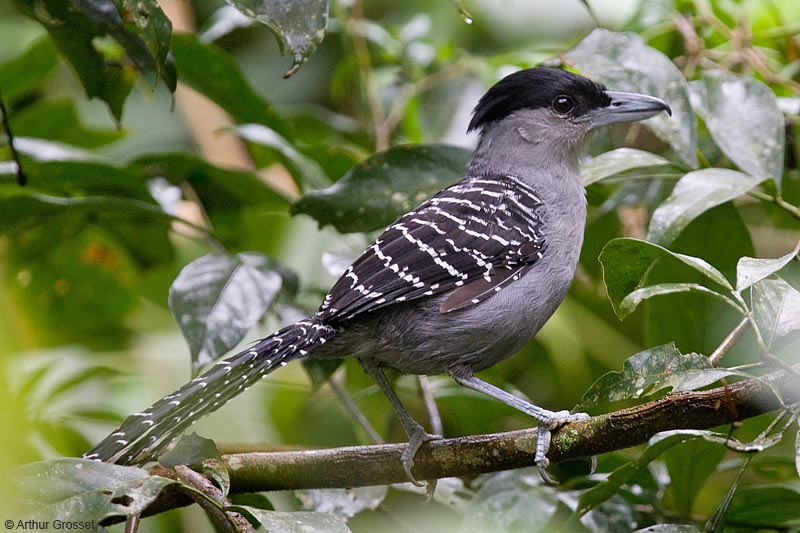 Pretty Giant antshrike
