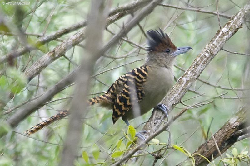 Pretty Giant antshrike