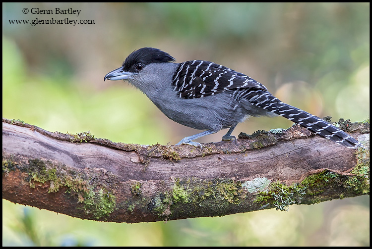Pretty Giant antshrike