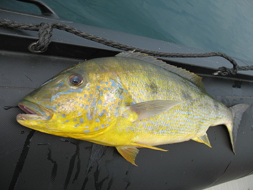 Giant cichlid