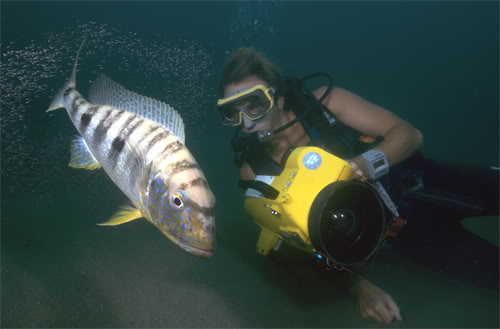 Pretty Giant cichlid