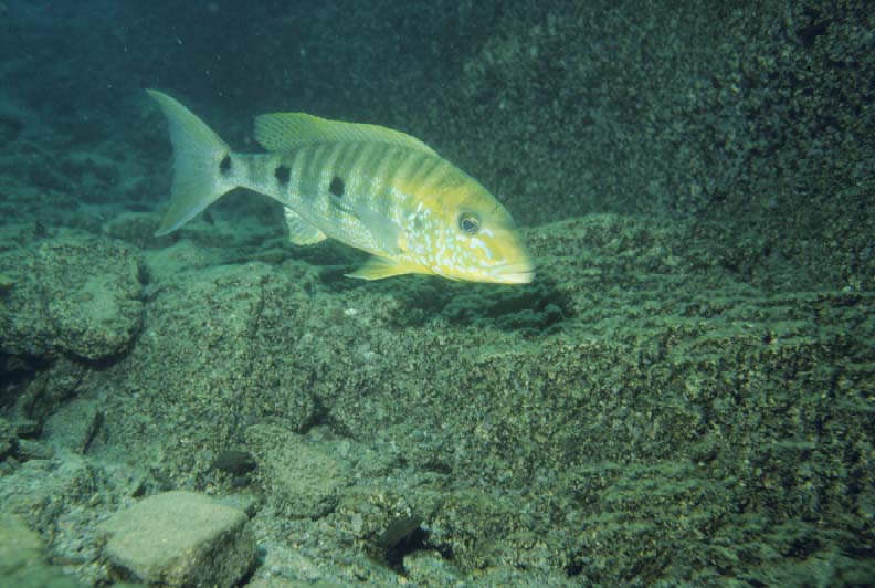 Pretty Giant cichlid