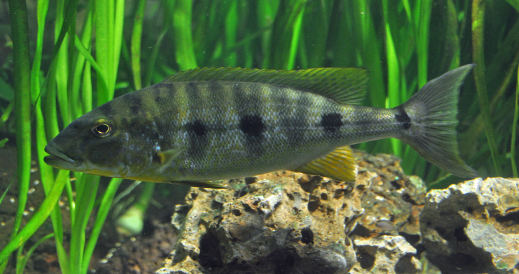 Pretty Giant cichlid