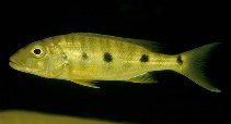 Pretty Giant cichlid