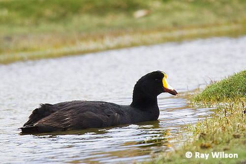 Giant coot