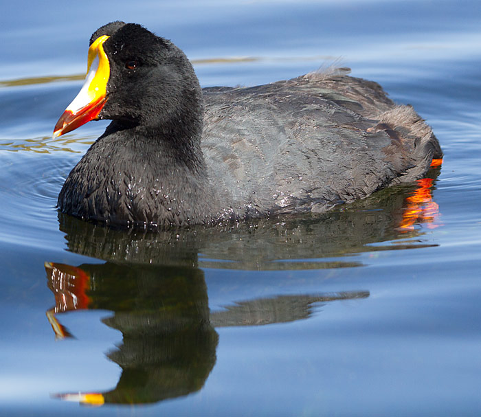 Pretty Giant coot