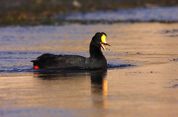 Pretty Giant coot