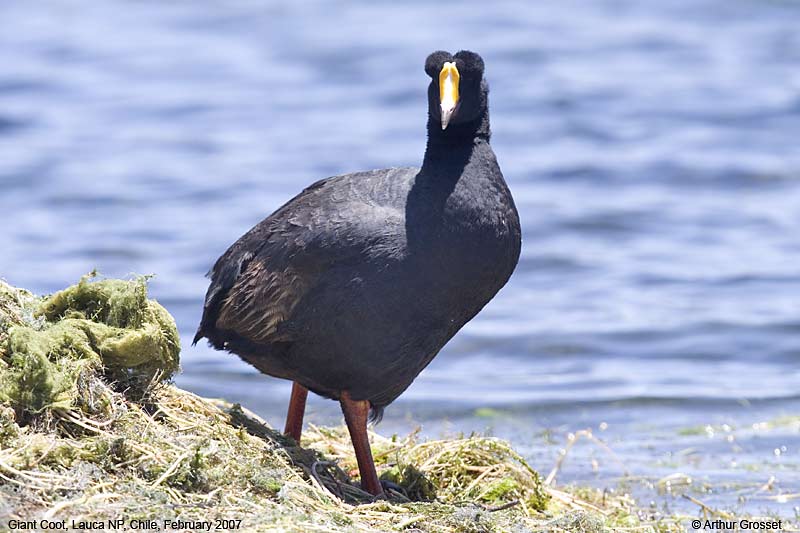 Pretty Giant coot