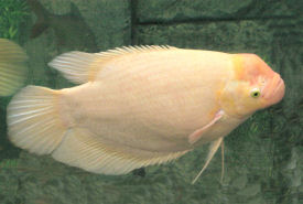 Pretty Giant gourami