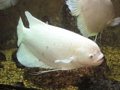 Pretty Giant gourami
