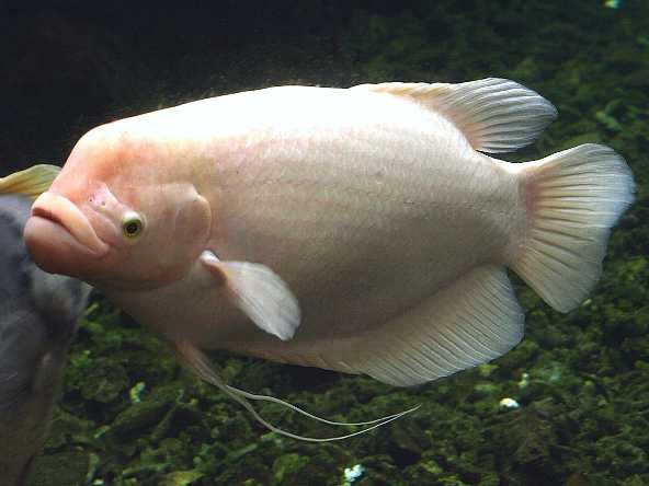 Pretty Giant gourami