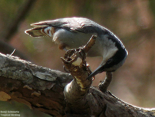 Giant nuthatch
