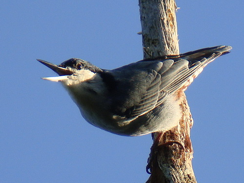 Pretty Giant nuthatch