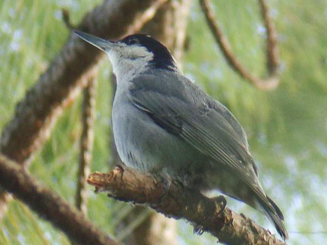 Pretty Giant nuthatch