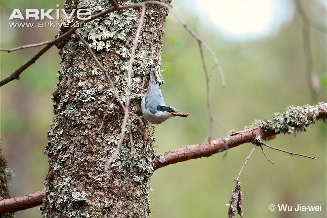 Pretty Giant nuthatch