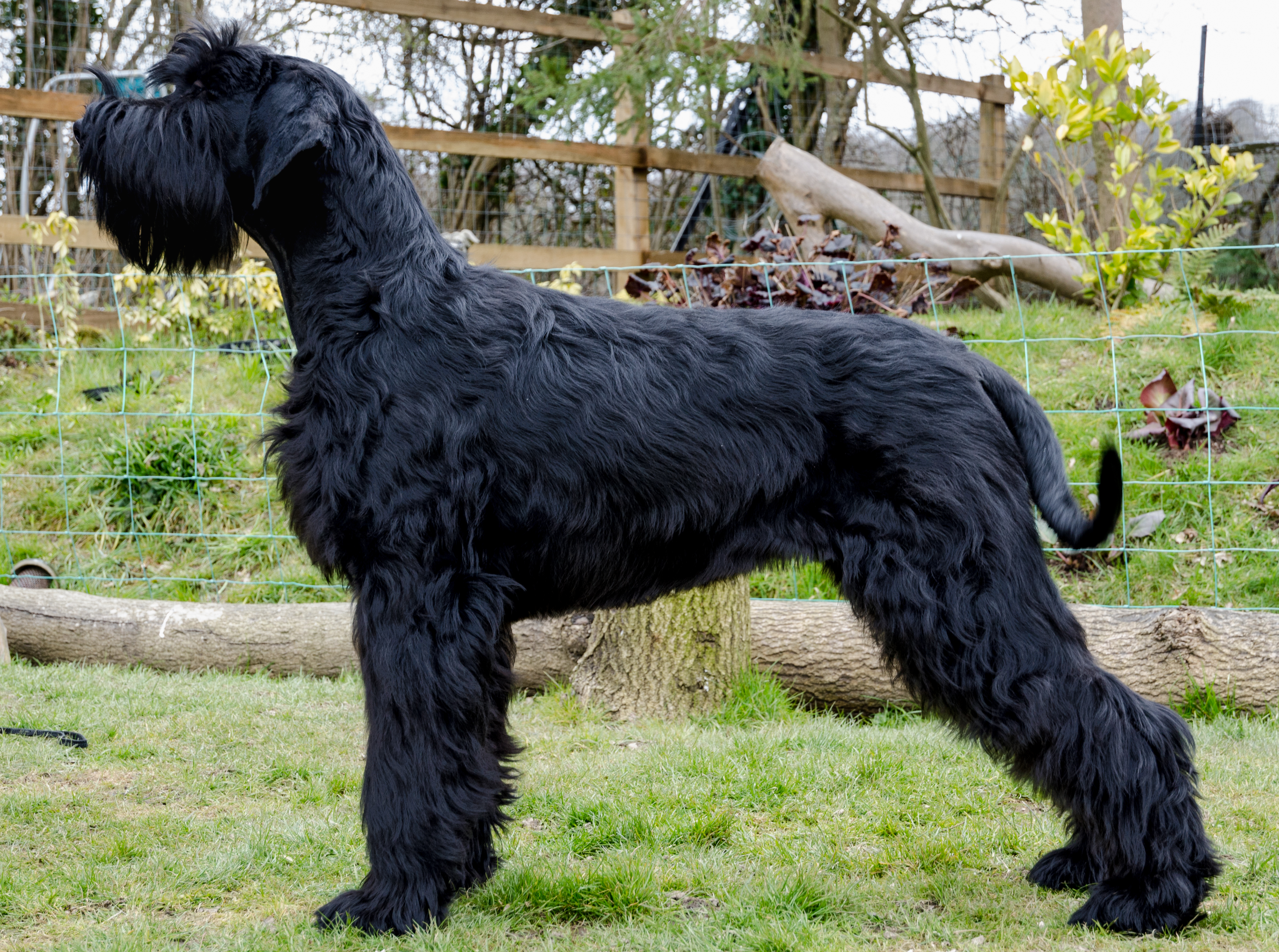Cool Giant Schnauzer - Dog Breed