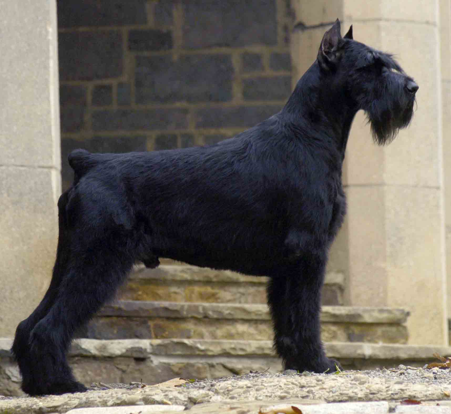 Pretty Giant Schnauzer - Dog Breed