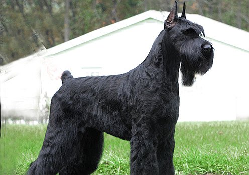 Cute Giant Schnauzer - Dog Breed
