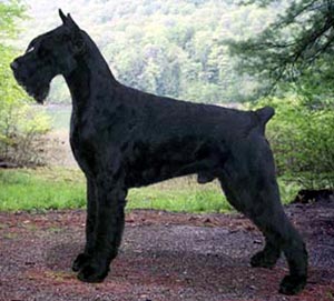 Giant Schnauzer - Dog Breed photo 